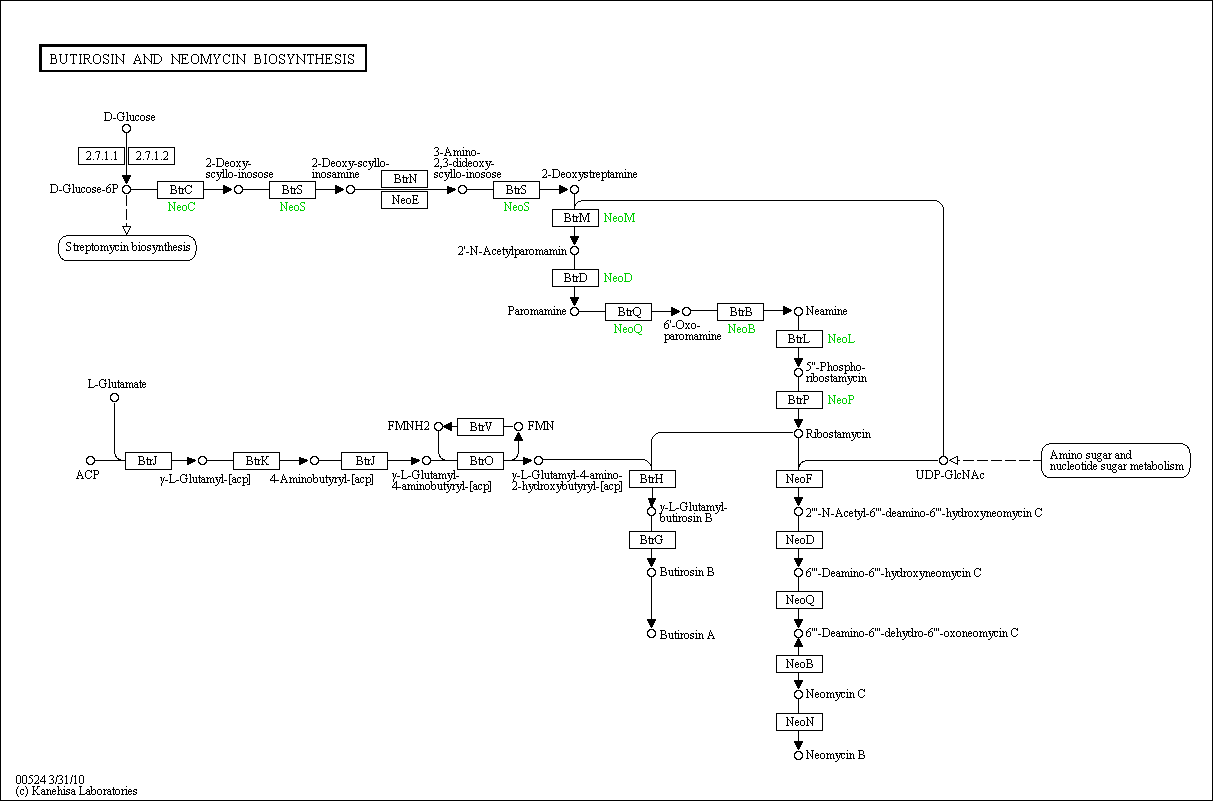 Cell Cycle