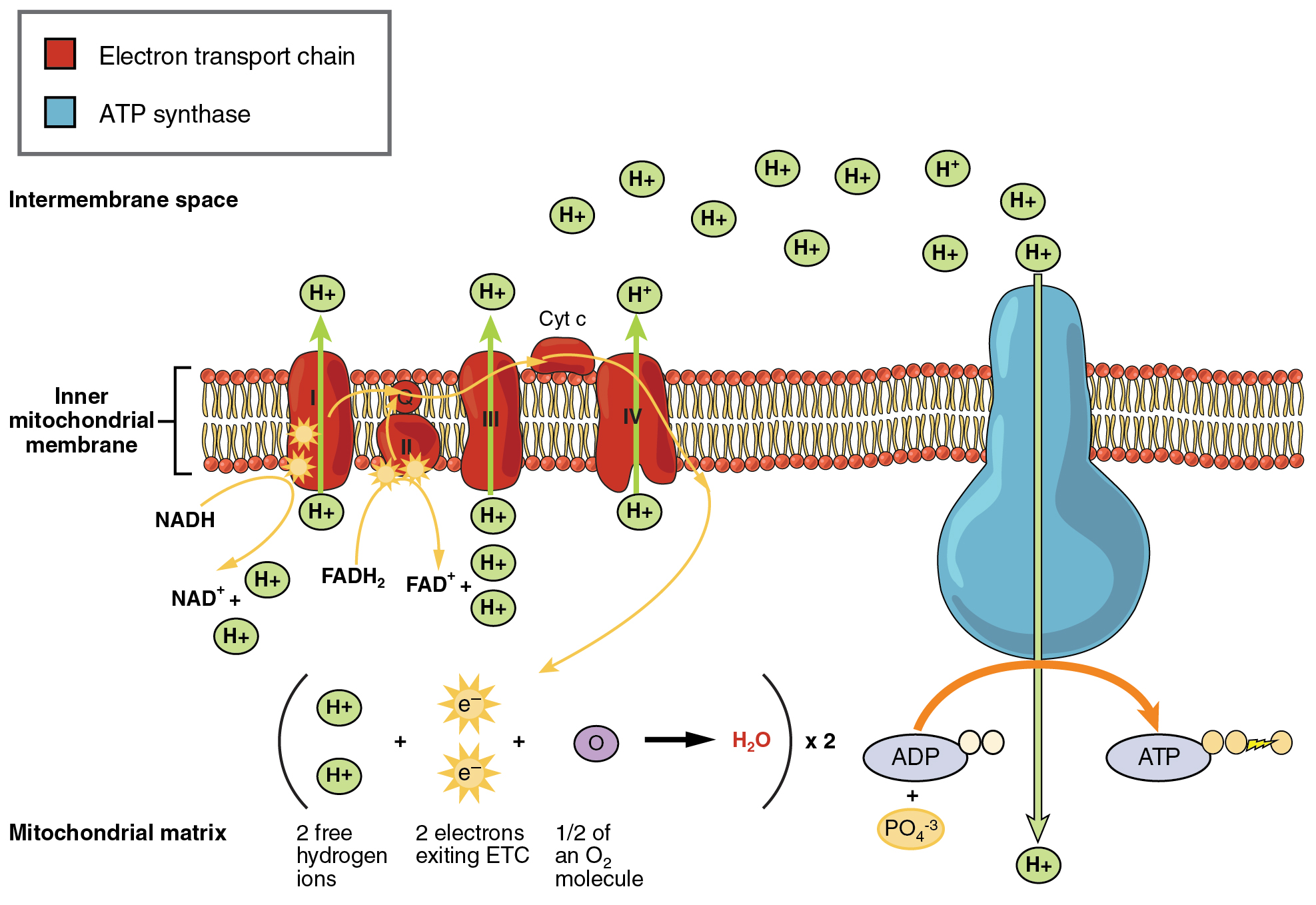 Cell Cycle