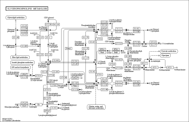 Cell Cycle