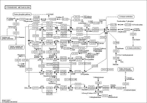 Cell Cycle