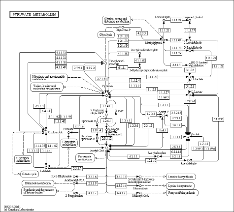 Cell Cycle