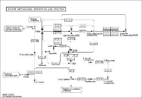 Cell Cycle